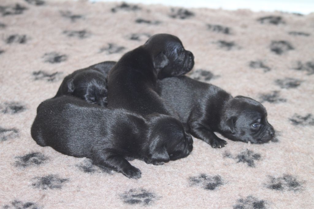chiot Staffordshire Bull Terrier Black'n Red Unity