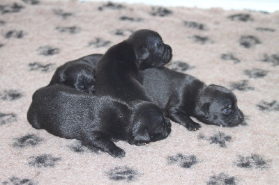 Black'n Red Unity - Staffordshire Bull Terrier - Portée née le 02/08/2023