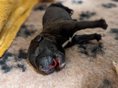 Black'n Red Unity - Staffordshire Bull Terrier - Portée née le 23/04/2024