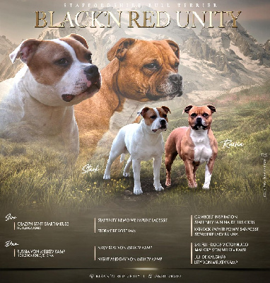 Black'n Red Unity - Staffordshire Bull Terrier - Portée née le 17/04/2023