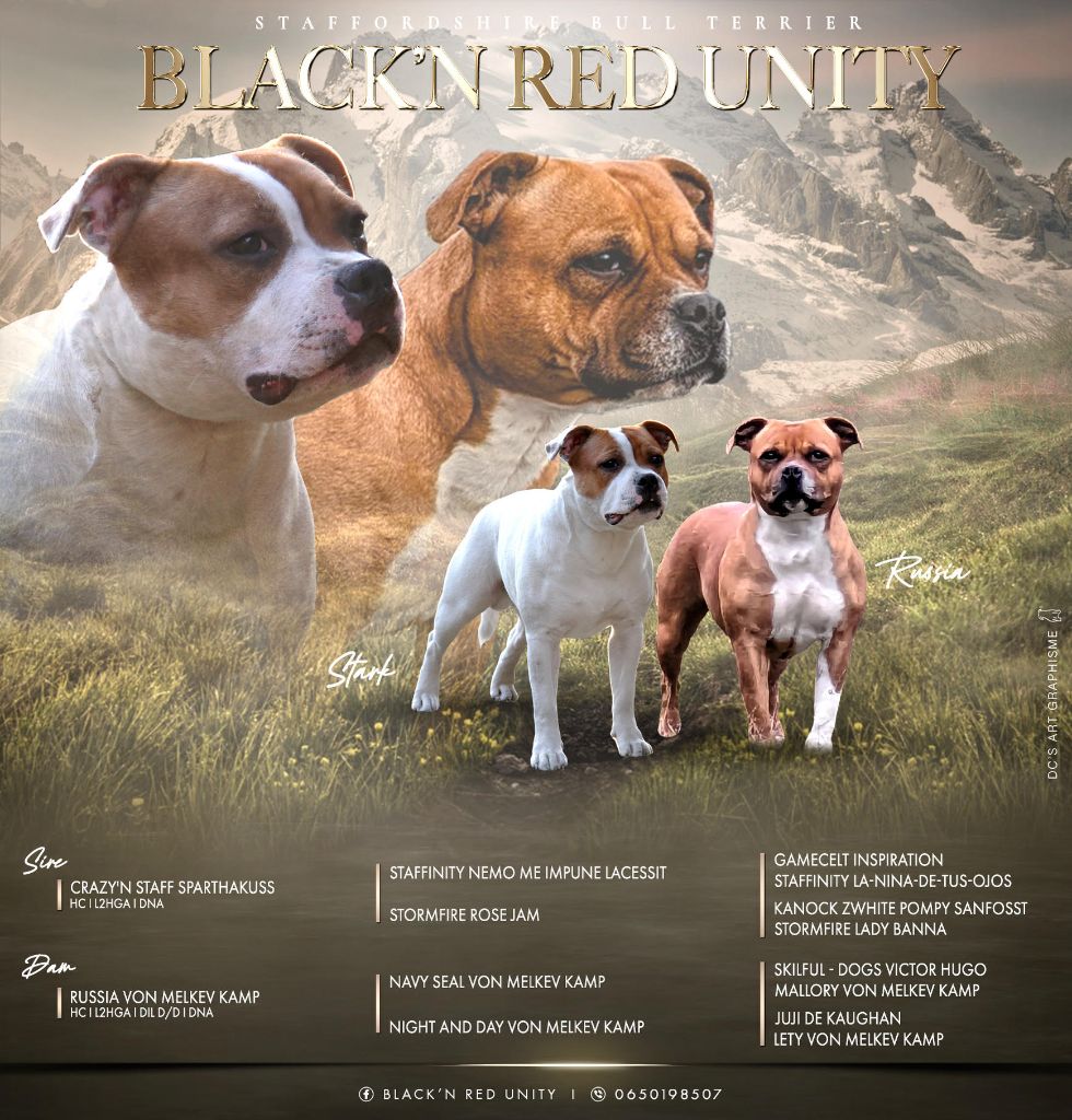 chiot Staffordshire Bull Terrier Black'n Red Unity