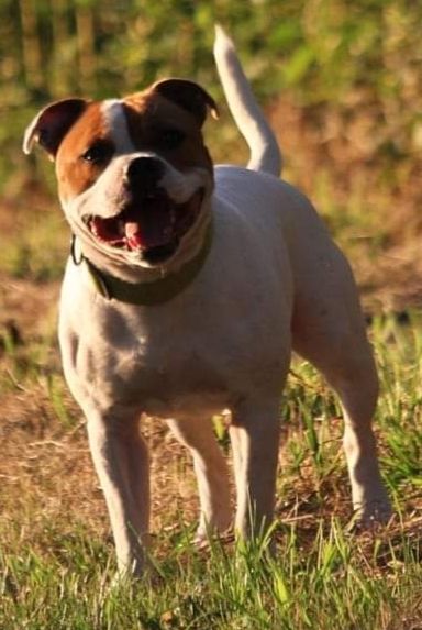 crazy'n staff Sparthakuss