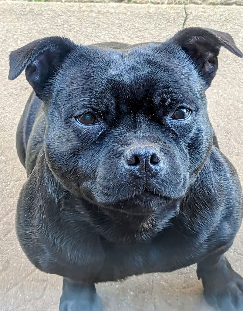 No woman no cry (poppy) Von damon der dunkelkraft