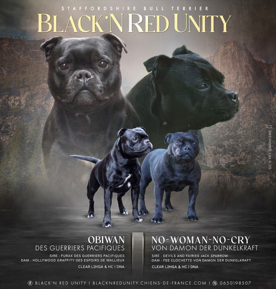 Black'n Red Unity - Un nouveau mariage!