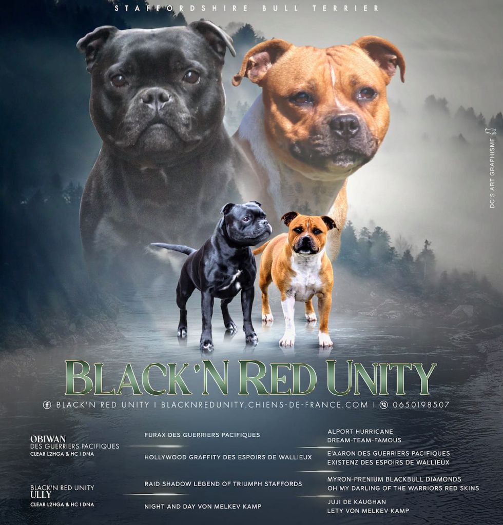 Black'n Red Unity - Une portée disponible fin novembre 2024