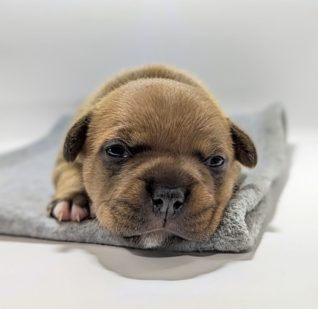 Black'n Red Unity - Chiots disponibles - Staffordshire Bull Terrier