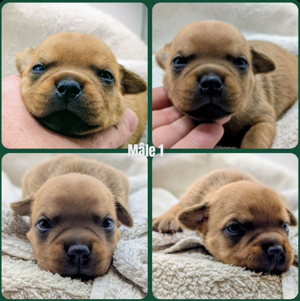 Black'n Red Unity - Chiots disponibles - Staffordshire Bull Terrier