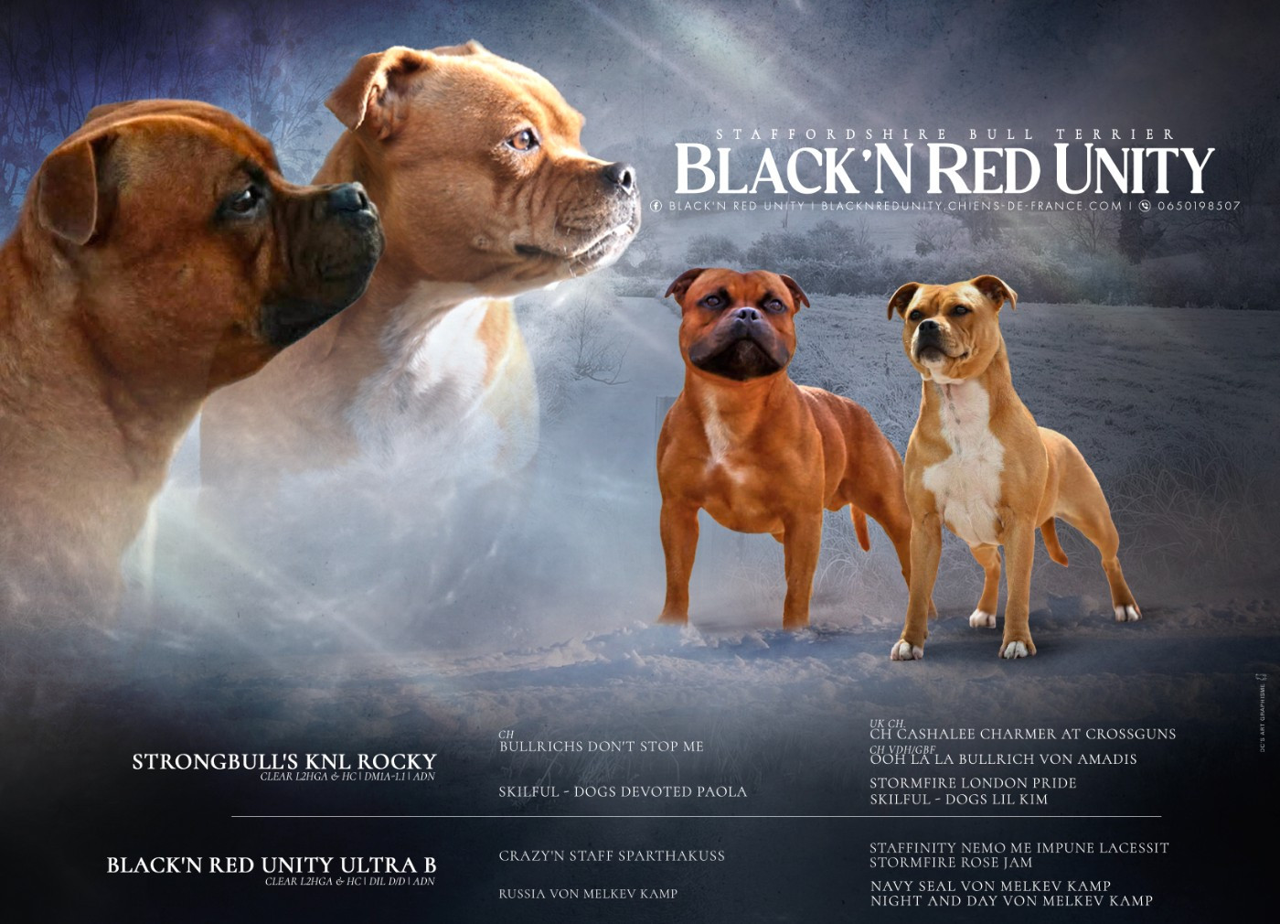 Black'n Red Unity - Staffordshire Bull Terrier - Portée née le 20/01/2026