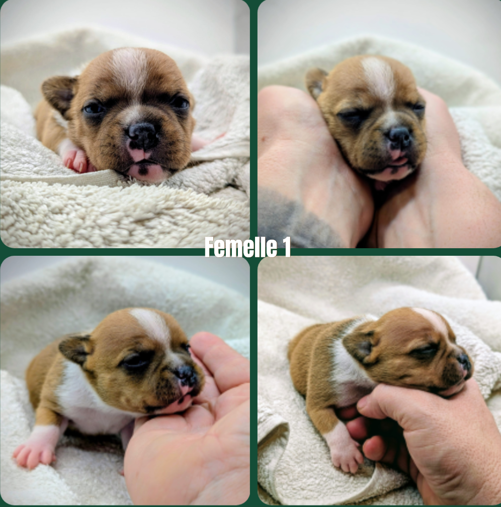 Black'n Red Unity - Chiots disponibles - Staffordshire Bull Terrier