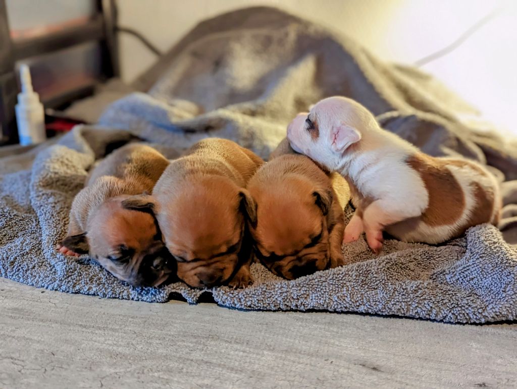 Black'n Red Unity - Staffordshire Bull Terrier - Portée née le 10/01/2023