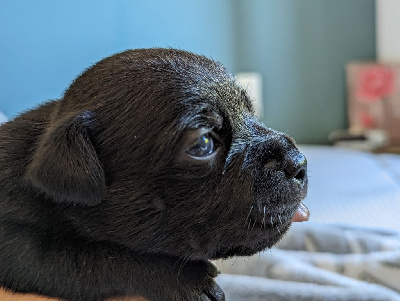 CHIOT