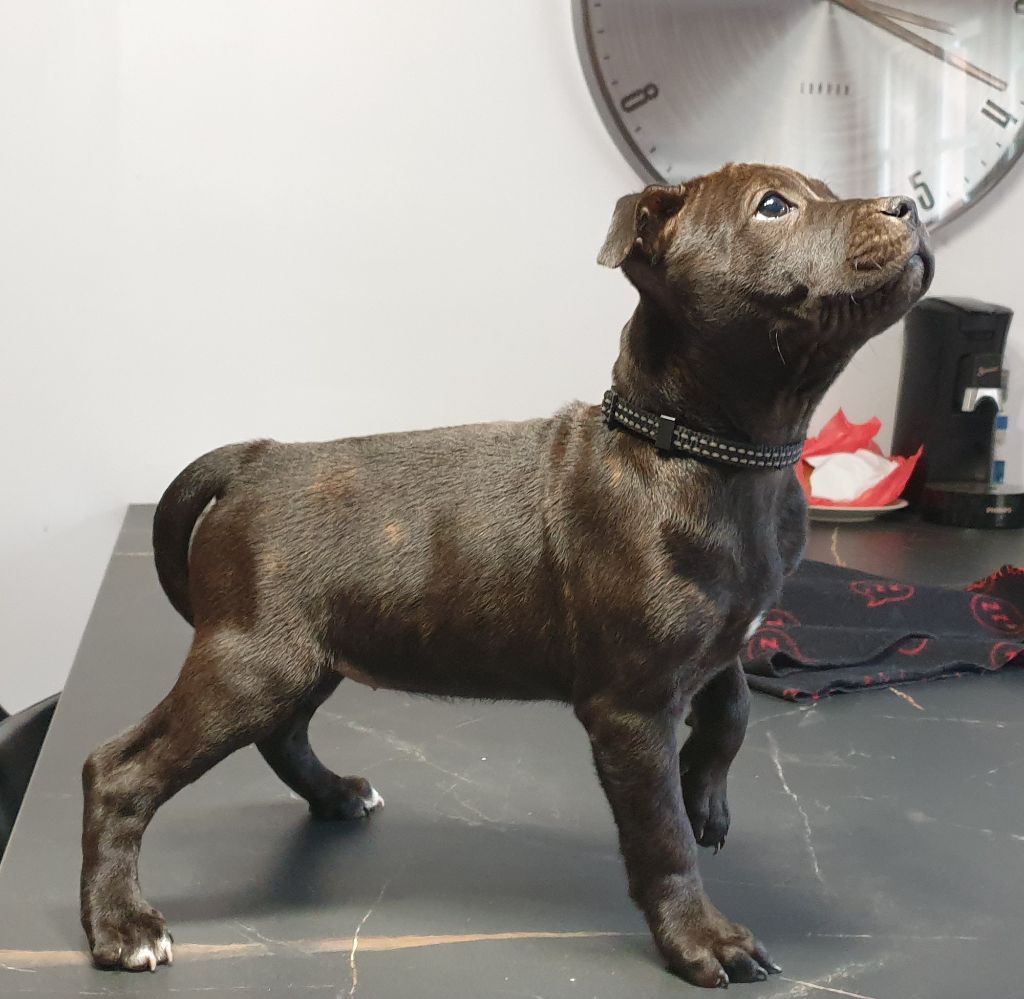 Black'n Red Unity - Staffordshire Bull Terrier - Portée née le 22/08/2022